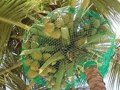 Coconut Safety Nets