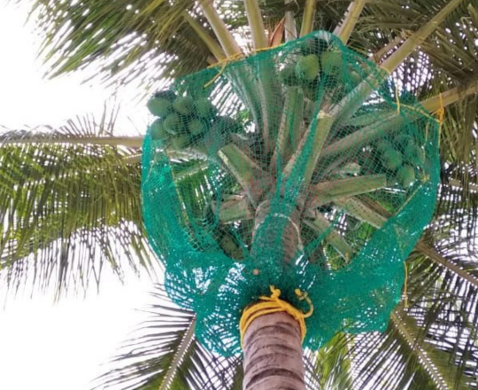 Coconut Safety Nets